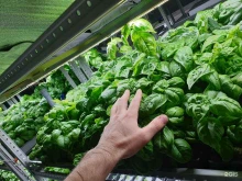 компания по продаже и производству зелени Rosa в Новокузнецке