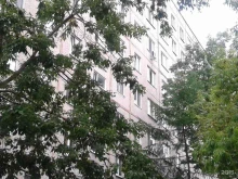 питомник чихуахуа Капелька грёз в Владивостоке