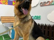 салон для животных Groom в Казани