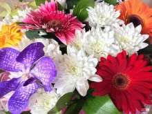 Ekaflowers, Крауля, 8 