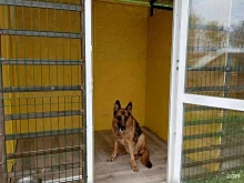 гостиница для собак Evadoghotel в Краснодаре