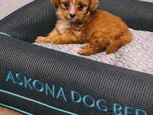 салон Askona в Крымске