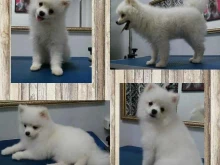 Zoosalon-hd, Дубравная, 5а 