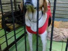 центр ветеринарной помощи животным Спасение в Великом Новгороде