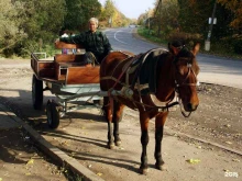 комплекс конного дела В Ропше в Санкт-Петербурге