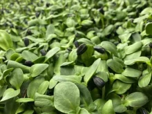 My greens, Восстания, 99а 