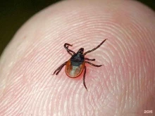 служба дезинсекции, дератизации, дезинфекции Bugмастер в Туле