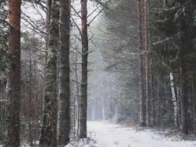 хостел Berloga в Сыктывкаре