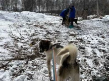 приют для бездомных животных Добрые руки в Томске