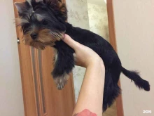 Groom pet, Вертковская, 42 