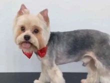 Услуги по уходу за животными Still grooming studio в Когалыме