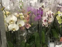 цветочная база Flores в Липецке