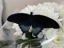 магазин живых бабочек Fly-fly в Тюмени