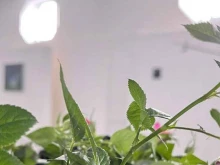 центр современного искусства Чудо в Курске
