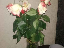салон цветов Софа в Владимире