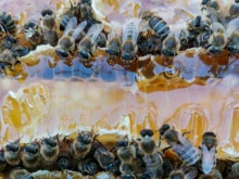 Продукты пчеловодства Семейная пасека Соколовых в Костроме