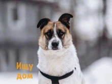 муниципальный приют для собак Дубовая роща в Москве