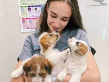 Ветеринарные клиники МирВет в Казани