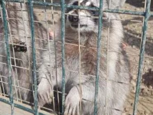 компания по организации экскурсий по городу и краю Кидс Тревел в Владивостоке