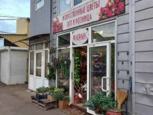 магазин искусственных растений Флоранс в Краснодаре