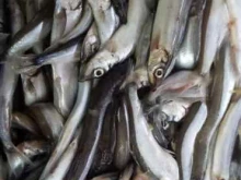 магазин морепродуктов Волна в Анапе
