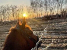 конный клуб Goldenhorse 73 в Ульяновске