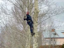 компания по спилу деревьев и высотным работам Альп-Лидер в Омске