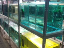 магазин аквариумов и аквариумных рыб Aquafish_friends в Краснодаре