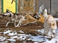 питомник Долина волков в Кавказских Минеральных Водах