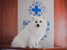 ветеринарный центр Большая Медведица в Краснодаре