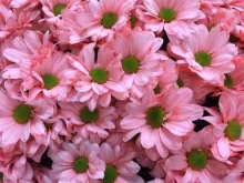 Pelageya.Flowers, Мира, 56 