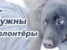 Отлов бездомных животных Городской центр управления численностью безнадзорных животных в Ростове-на-Дону