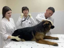 ветеринарный центр Кот и Пёс в Якутске