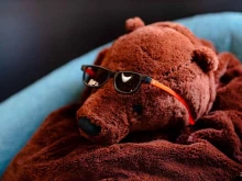 компания по разработке компьютерных игр Black bears в Тамбове