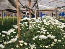 агрофирма Магнолия в Кургане