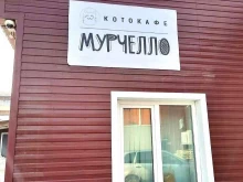 котокафе Мурчелло в Муроме