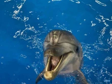 Нижегородский дельфинарий в Нижнем Новгороде