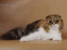 клуб любителей кошек Фрейя в Томске