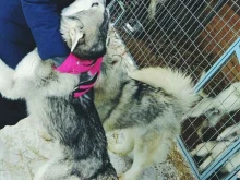 питомник сибирских хаски Canis lupus vita в Барнауле
