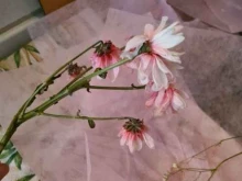 Семена / Посадочный материал Цветочный магазин в Хабаровске
