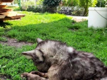 г. Нижний Новгород Государственное ветеринарное управление городского округа в Нижнем Новгороде
