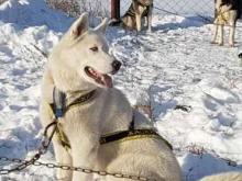 питомник северных ездовых собак Златогорье Эйвы в Республике Алтай