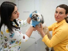 ветеринарный кабинет Академическая ветеринарная помощь в Кемерово