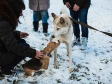 приют для животных Бим в Челябинске
