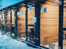 частный приют для бездомных собак Хатико в Челябинске