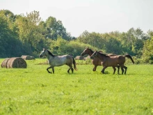 конный клуб Барское подворье в Рязани