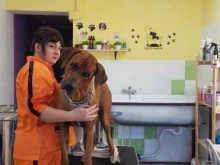 Услуги по уходу за животными Салон стрижки собак в Анапе
