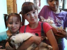 общественная организация по защите животных Сострадание и понимание в Астрахани