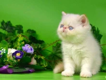 многопородный питомник кошек Шах в Астрахани