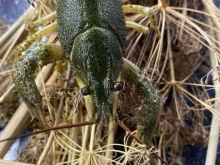 Рыба / Морепродукты Раковар в Азове